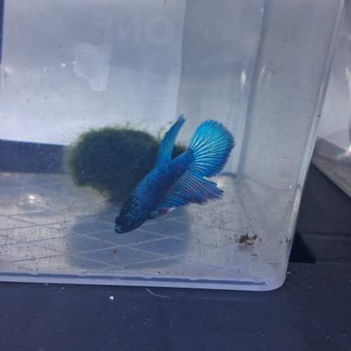 Betta plakat hm males et femelles de 3 mois