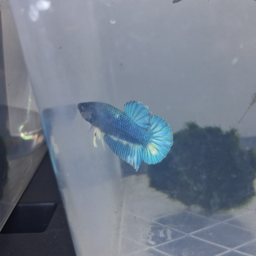 Betta plakat hm males et femelles de 3 mois