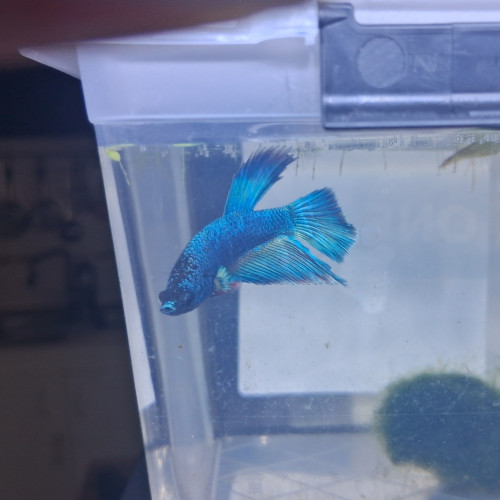 Betta plakat hm males et femelles de 3 mois