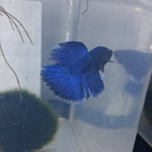 Betta plakat hm males et femelles de 3 mois