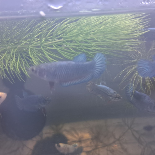 Betta plakat hm males et femelles de 3 mois