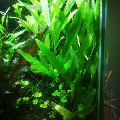 5 brins ou plus Hygrophila géante