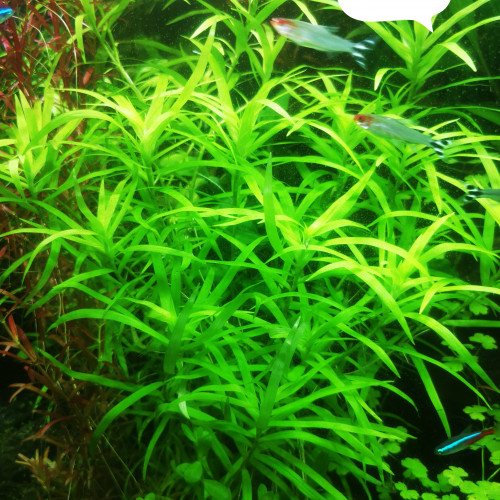 5 brins et plus heteranthera zosterifolia