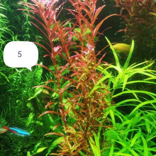 Rotala