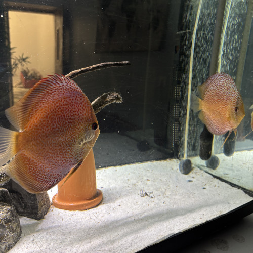 Discus