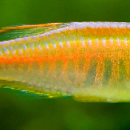 Vente Danio Choprae x30