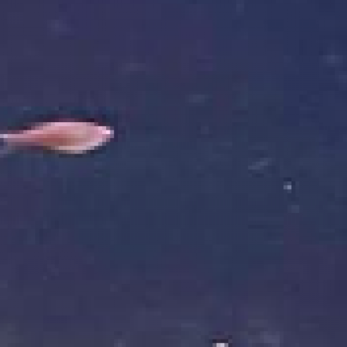 Vente Danio Choprae x30