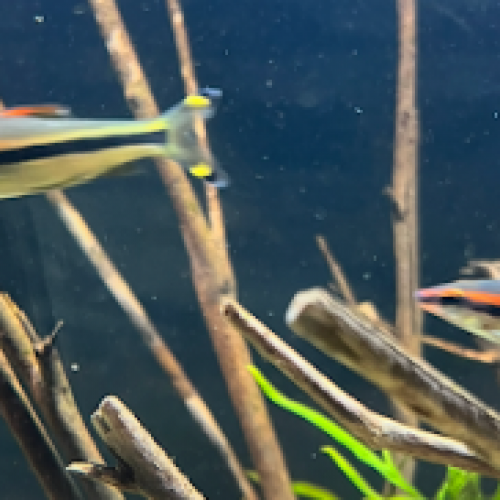 puntius denisonii x6