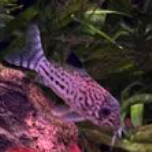 Magnifique corydoras x8