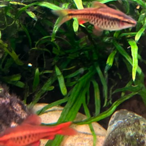 10 Barbus cerise (Puntius titteya) – mâles et femelles