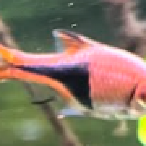 10 Rasbora heteromorpha (rasbora arlequin)