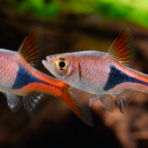 10 Rasbora heteromorpha (rasbora arlequin)