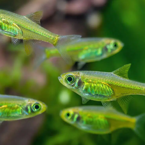 20 Rasbora kubotai (rasbora vert néon)