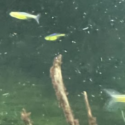 20 Rasbora kubotai (rasbora vert néon)