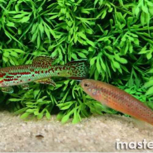 Couple Killi gardneri