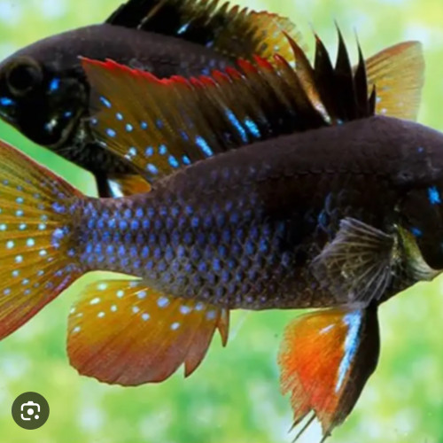Black ramirezi