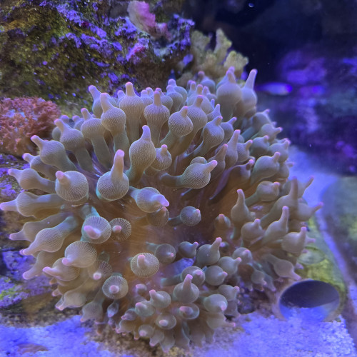 2 Entacmea quadricolor verte et rose