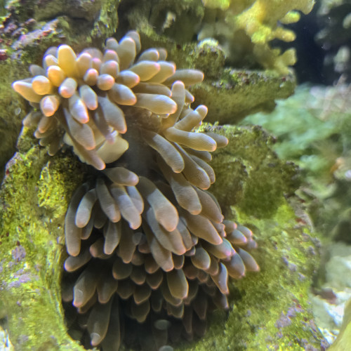 2 Entacmea quadricolor verte et rose