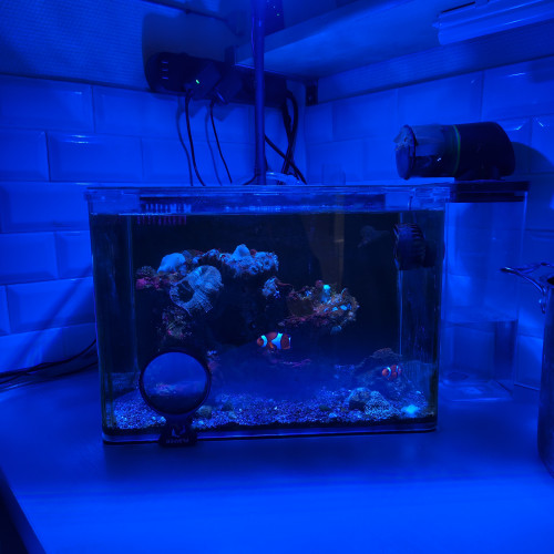 Aquarium récifal 35L dennerle complet