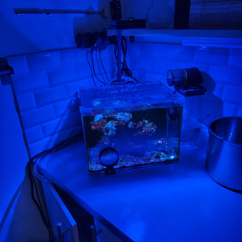 Aquarium récifal 35L dennerle complet