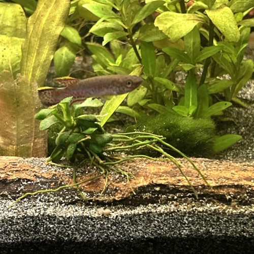 Fundulopanchax gardneri nigerianus – couple