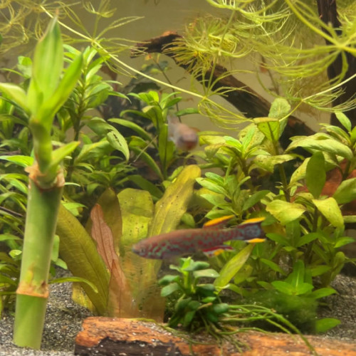 Fundulopanchax gardneri nigerianus – couple