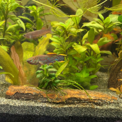 Fundulopanchax gardneri nigerianus – couple