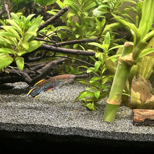 Fundulopanchax gardneri nigerianus – couple