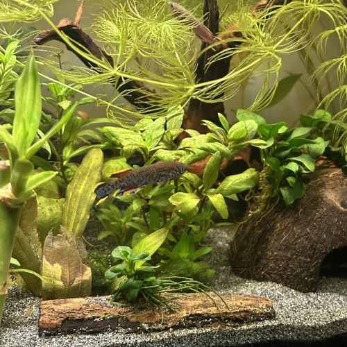 Fundulopanchax gardneri nigerianus – couple