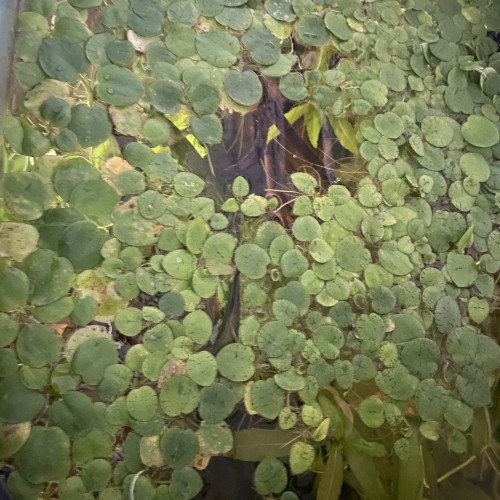 limnobium laevigatum