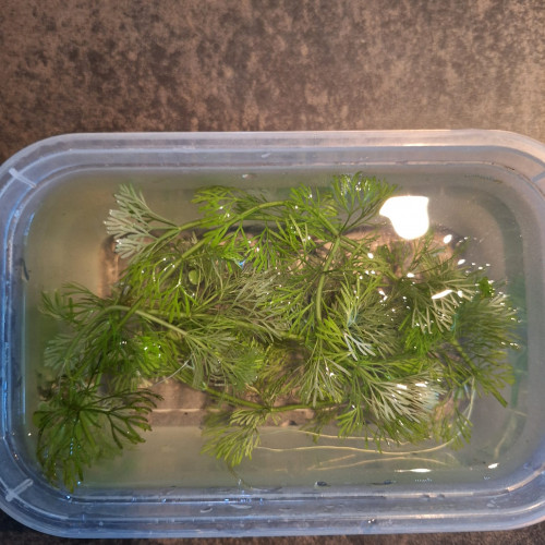 Limnophila Sessiliflora