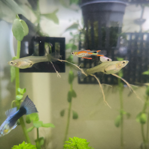 Guppy Endler vente/échange plantes & poissons