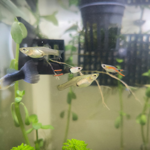 Guppy Endler vente/échange plantes & poissons