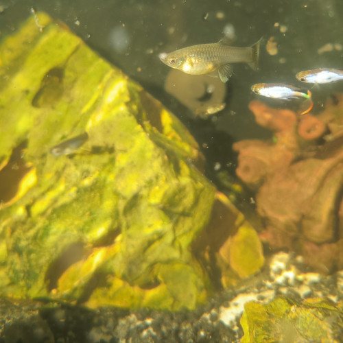Guppy Endler vente/échange plantes & poissons