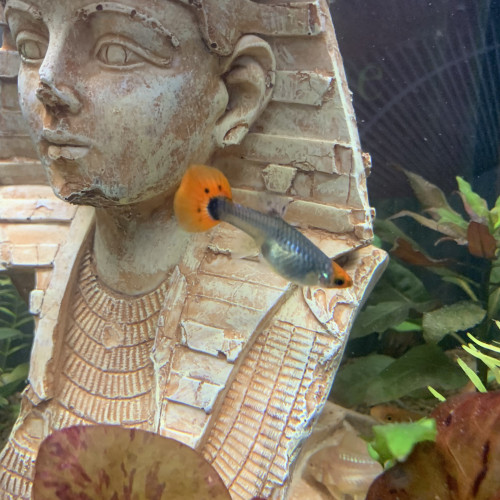 Donne deux guppy femelles