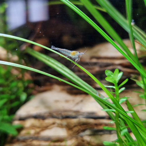 Crevettes Neocaridina "Blue Jelly" non sexables