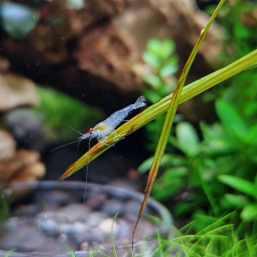 Crevettes Neocaridina "Blue Jelly" non sexables