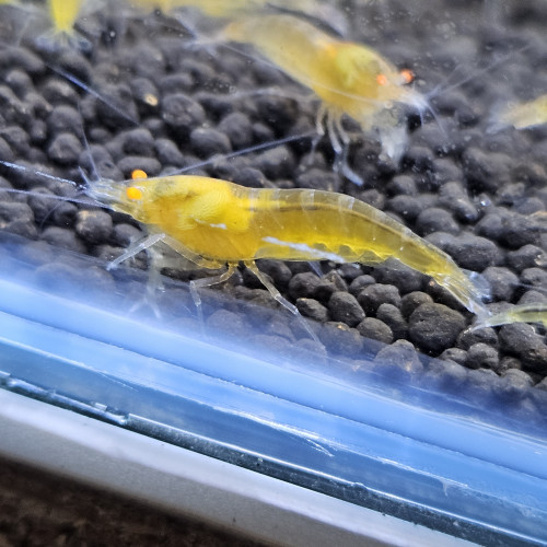 Caridina Yellow king kong orange eyes