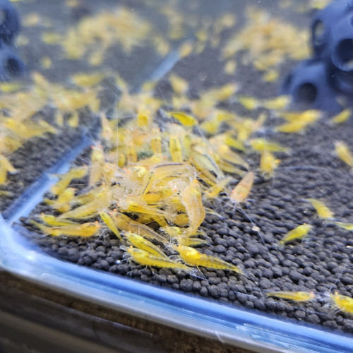 Caridina Yellow king kong orange eyes