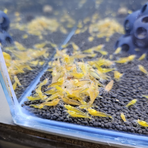 Caridina Yellow king kong orange eyes