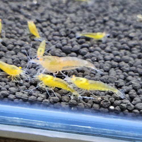 Caridina Yellow king kong orange eyes