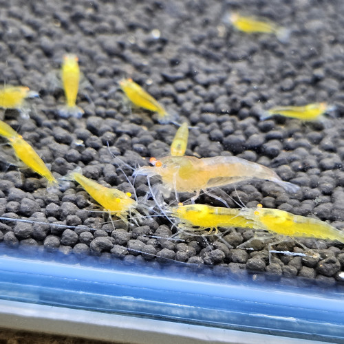 Caridina Yellow king kong orange eyes