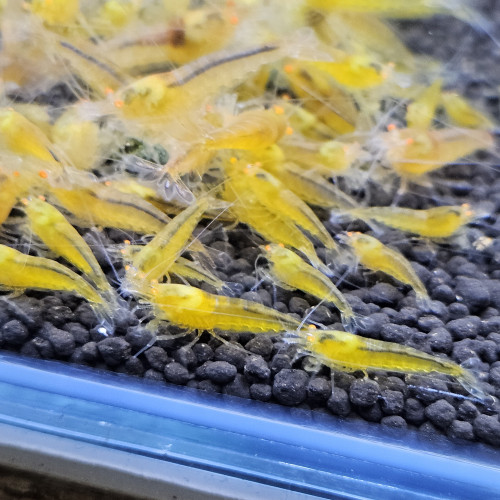 Caridina Yellow king kong orange eyes