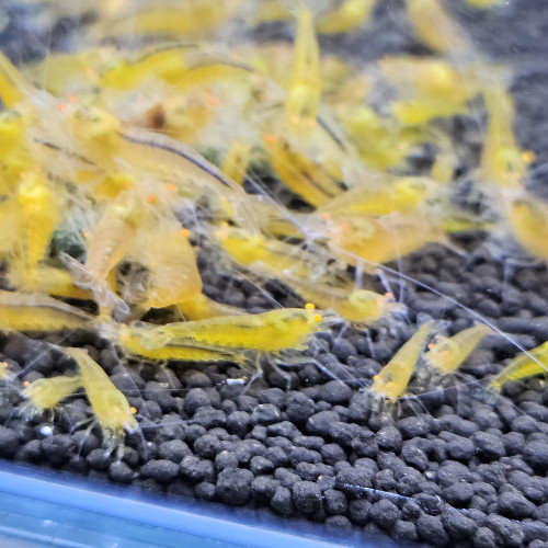 Caridina Yellow king kong orange eyes