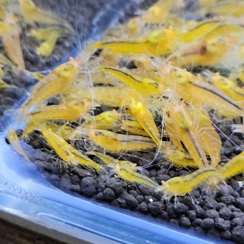 Caridina Yellow king kong orange eyes