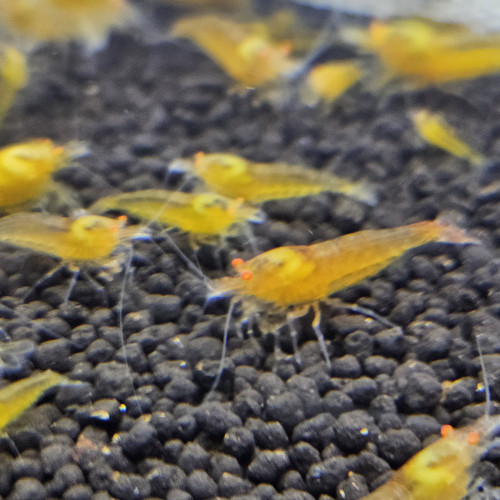 Caridina Yellow king kong orange eyes