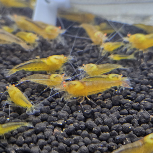 Caridina Yellow king kong orange eyes