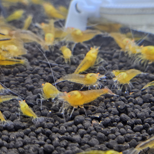 Caridina Yellow king kong orange eyes