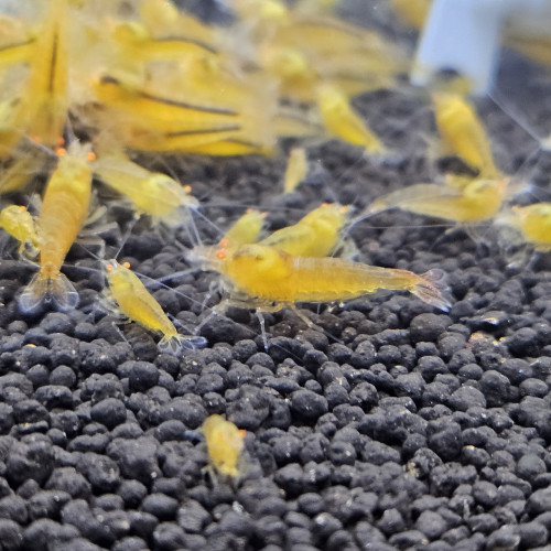 Caridina Yellow king kong orange eyes