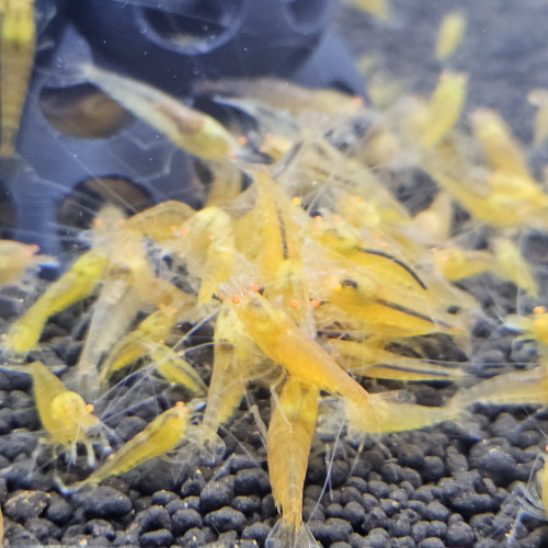 Caridina Yellow king kong orange eyes